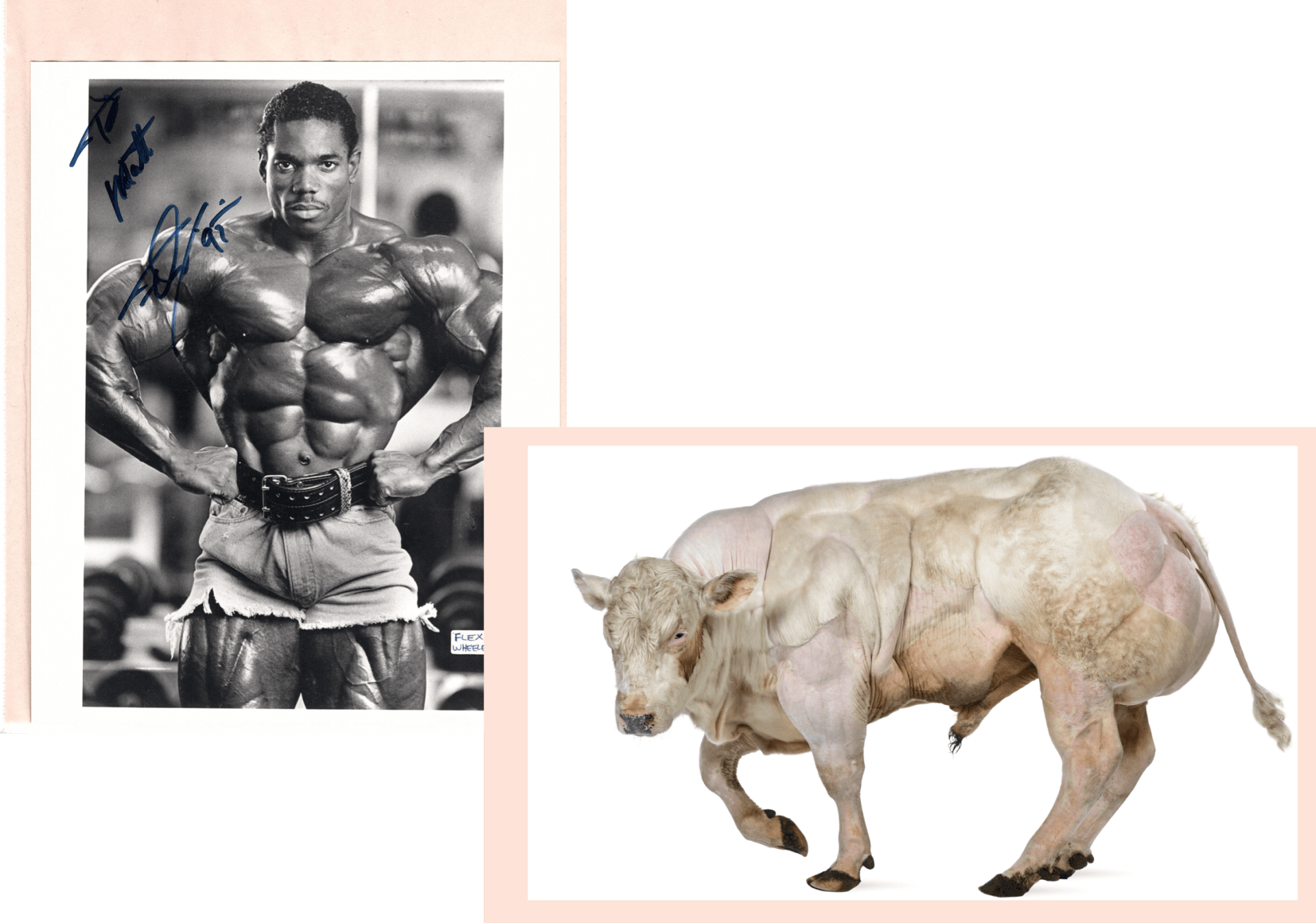 flex wheeler flex wheeler